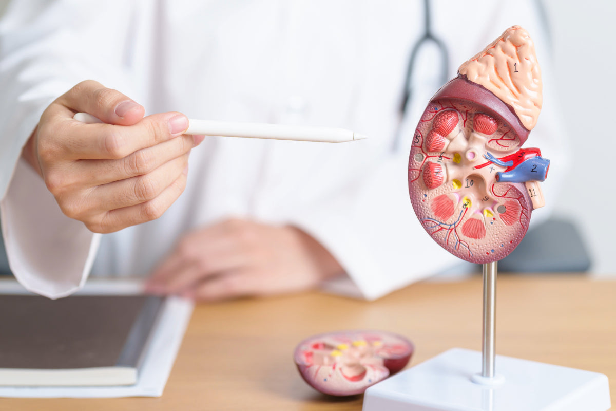 How to Avoid Kidney Stones with HidrateSpark | Smart Hydration Tips