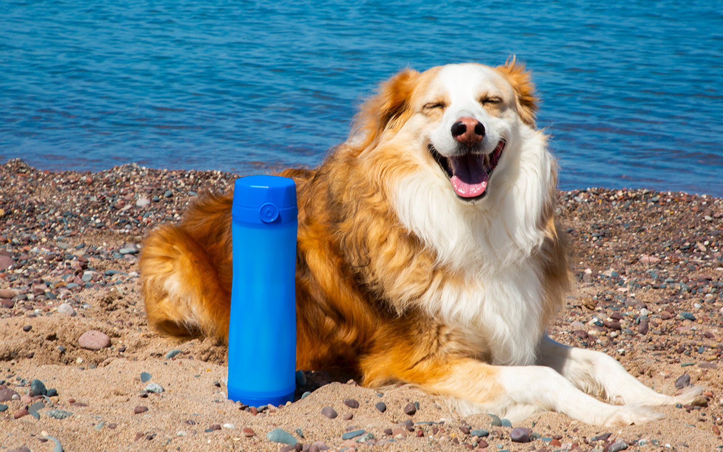 smiling dog sitting next to a royal blue hidratespark 3 bluetooth smart water bottle on a beach