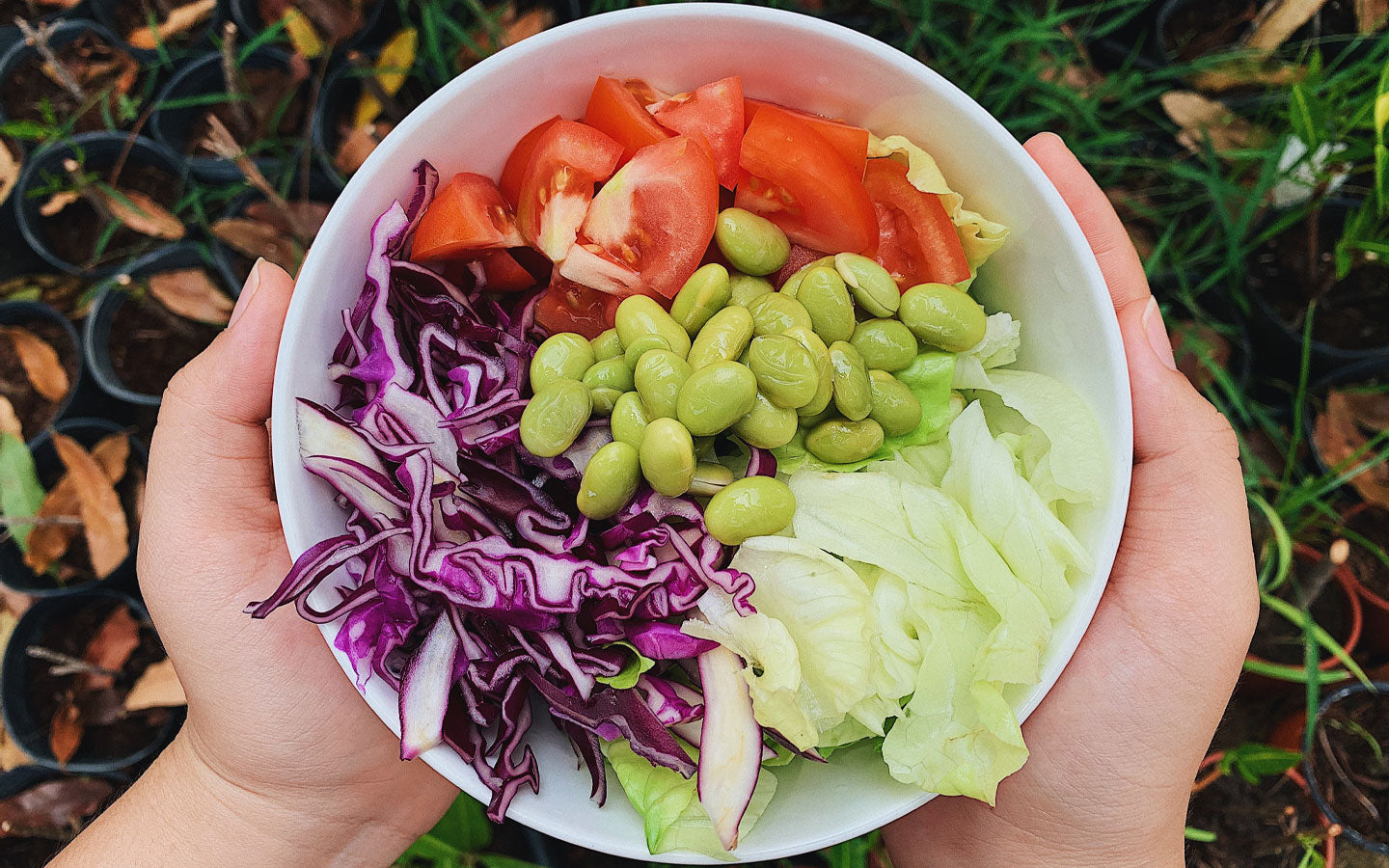 A person holds a bowl of fresh vegetables, like tomatoes, lettuce, cabbage, and lima beans.